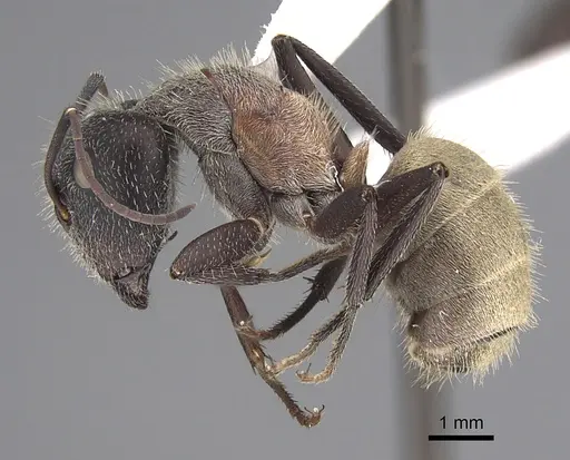 Camponotus andrei specimen CASENT0923514 image casent0923514_3