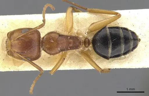 Camponotus andrewsi specimen CASENT0903579 image casent0903579_1