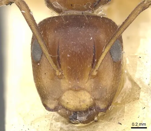 Camponotus andrewsi specimen CASENT0903579 image casent0903579_2