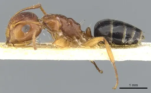 Camponotus andrewsi specimen CASENT0903579 image casent0903579_3