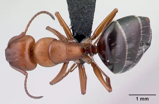 Camponotus andrianjaka specimen CASENT0159208 image casent0159208_1