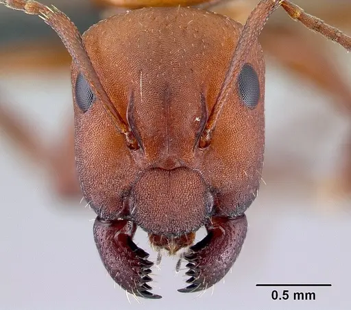 Camponotus andrianjaka specimen CASENT0159208 image casent0159208_2