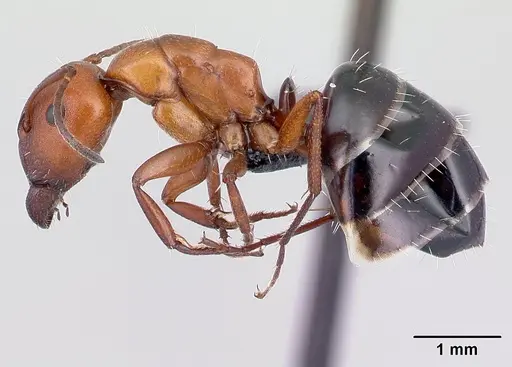 Camponotus andrianjaka specimen CASENT0159208 image casent0159208_3