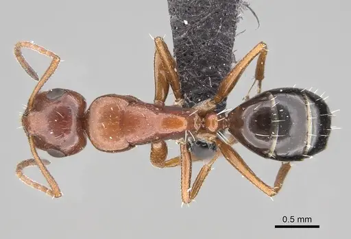 Camponotus andrianjaka specimen CASENT0243690 image casent0243690_1