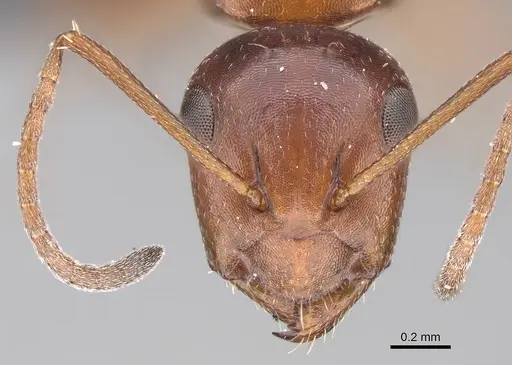 Camponotus andrianjaka specimen CASENT0243690 image casent0243690_2