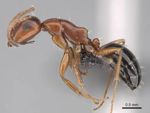 Camponotus andrianjaka specimen CASENT0243690 image casent0243690_3