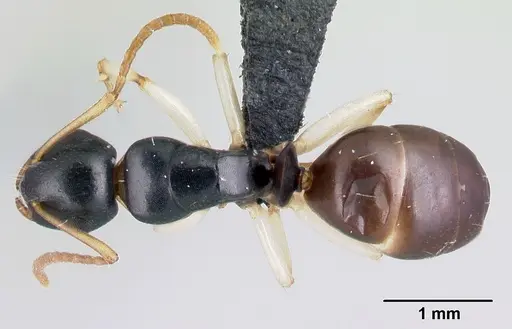 Camponotus androy specimen CASENT0453723 image casent0453723_1
