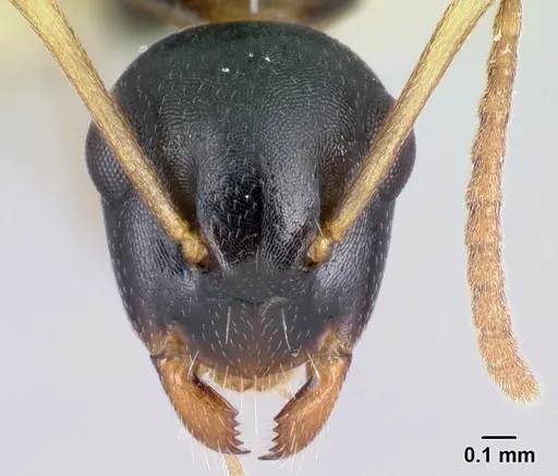 Camponotus androy specimen CASENT0453723 image casent0453723_2
