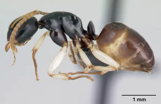 Camponotus androy specimen CASENT0453723 image casent0453723_3