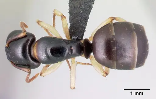 Camponotus androy specimen CASENT0453728 image casent0453728_1