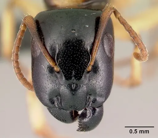 Camponotus androy specimen CASENT0453728 image casent0453728_2