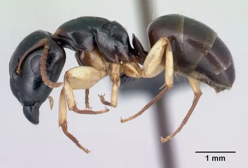 Camponotus androy specimen CASENT0453728 image casent0453728_3