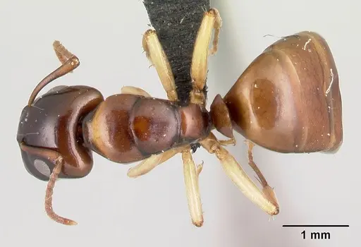 Camponotus androy specimen CASENT0454031 image casent0454031_1
