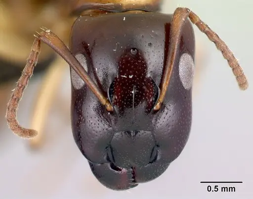 Camponotus androy specimen CASENT0454031 image casent0454031_2