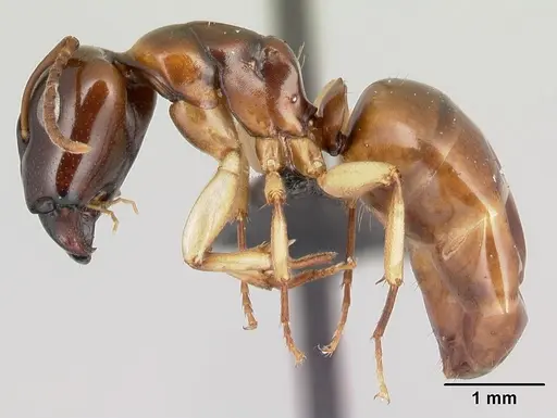 Camponotus androy specimen CASENT0454031 image casent0454031_3