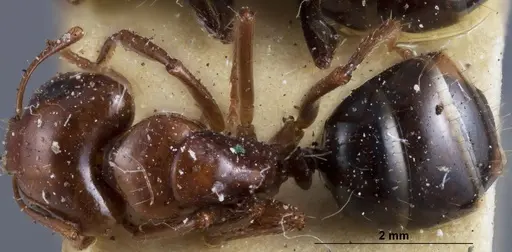 Camponotus andyyoungi specimen ANTWEB1041382 image antweb1041382_1