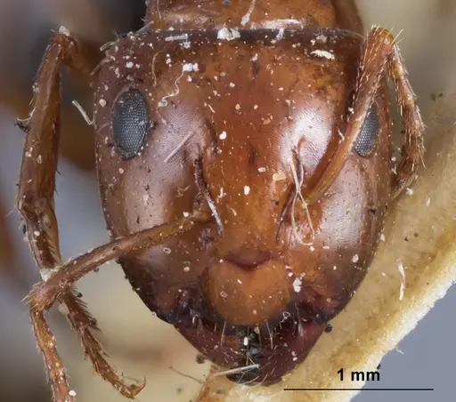 Camponotus andyyoungi specimen ANTWEB1041382 image antweb1041382_2