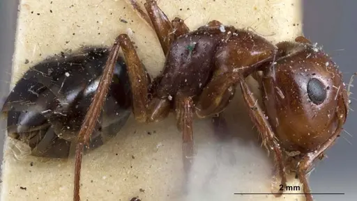 Camponotus andyyoungi specimen ANTWEB1041382 image antweb1041382_3