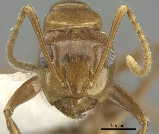 Camponotus andyyoungi specimen CASENT0915747 image casent0915747_2