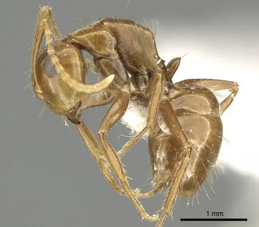 Camponotus andyyoungi specimen CASENT0915747 image casent0915747_3