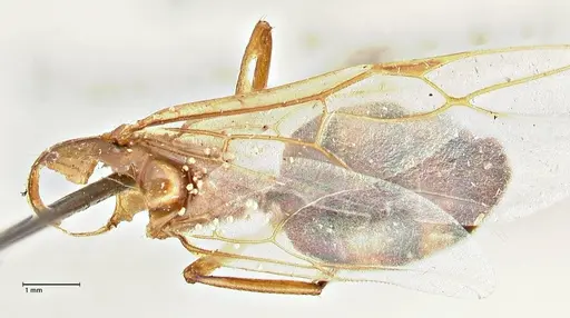 Camponotus anguliceps specimen FOCOL2957 image focol2957_1
