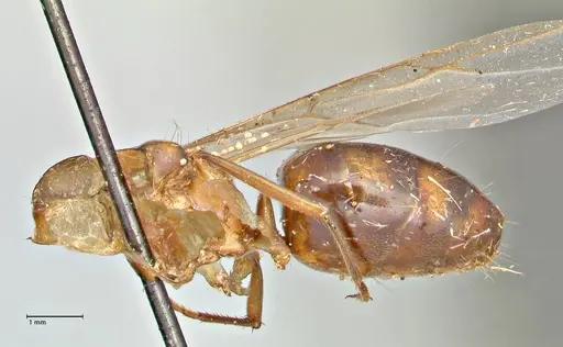 Camponotus anguliceps specimen FOCOL2957 image focol2957_2