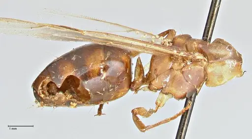 Camponotus anguliceps specimen FOCOL2957 image focol2957_3