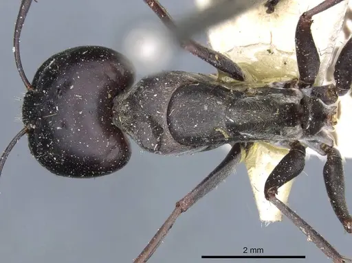Camponotus angusticeps specimen CASENT0905364 image casent0905364_1