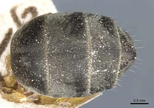 Camponotus angusticeps specimen CASENT0905364 image casent0905364_2