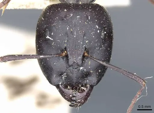 Camponotus angusticeps specimen CASENT0905364 image casent0905364_3
