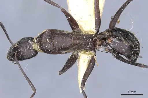 Camponotus angusticeps specimen CASENT0905365 image casent0905365_1