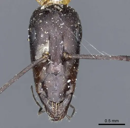Camponotus angusticeps specimen CASENT0905365 image casent0905365_2