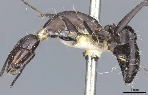 Camponotus angusticeps specimen CASENT0905365 image casent0905365_3