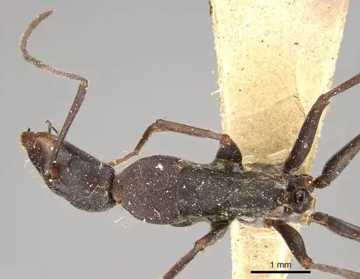 Camponotus angusticeps specimen CASENT0914010 image casent0914010_1