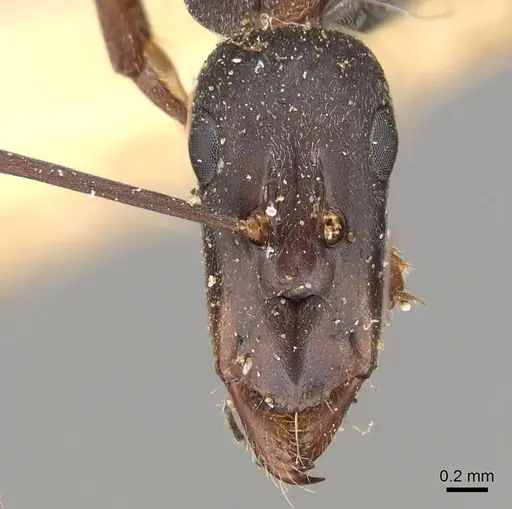 Camponotus angusticeps specimen CASENT0914010 image casent0914010_2