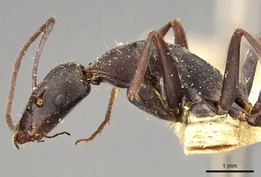 Camponotus angusticeps specimen CASENT0914010 image casent0914010_3