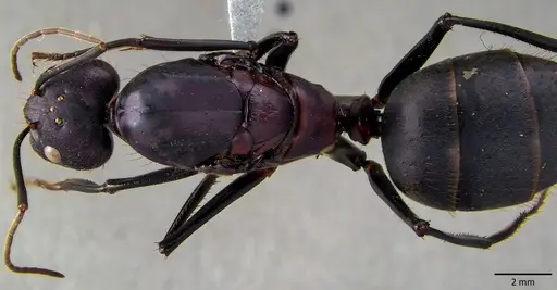 Camponotus angusticollis specimen ANTWEB1041877 image antweb1041877_1