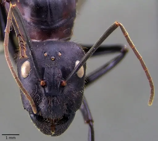 Camponotus angusticollis specimen ANTWEB1041877 image antweb1041877_2