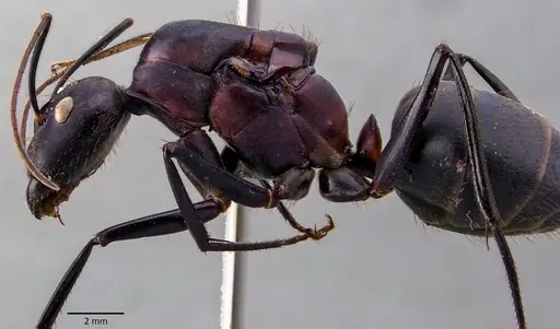 Camponotus angusticollis specimen ANTWEB1041877 image antweb1041877_3