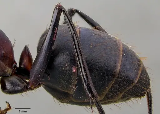 Camponotus angusticollis specimen ANTWEB1041877 image antweb1041877_4