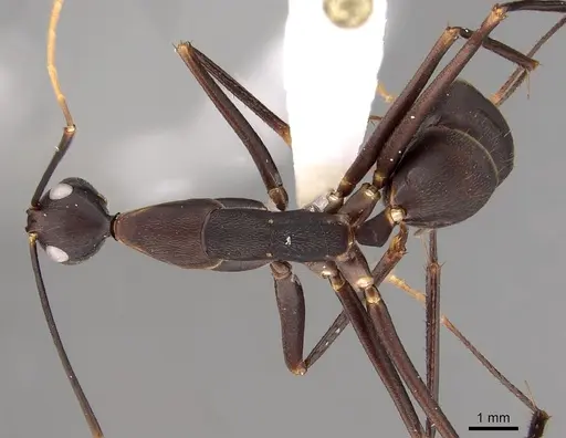 Camponotus angusticollis specimen CASENT0280272 image casent0280272_1