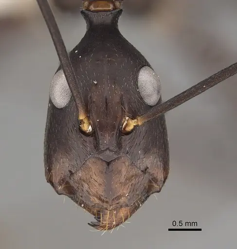 Camponotus angusticollis specimen CASENT0280272 image casent0280272_2
