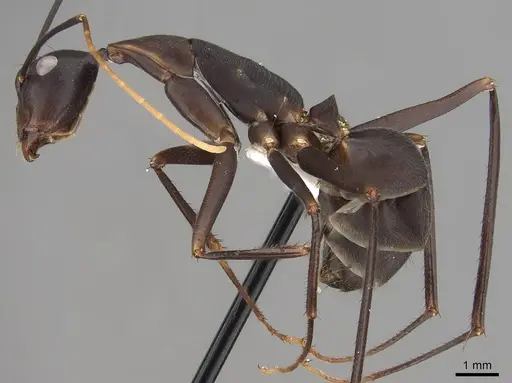 Camponotus angusticollis specimen CASENT0280272 image casent0280272_3