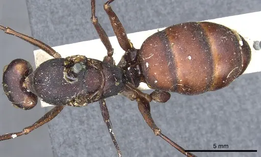 Camponotus angusticollis specimen CASENT0903557 image casent0903557_1