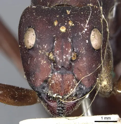Camponotus angusticollis specimen CASENT0903557 image casent0903557_2