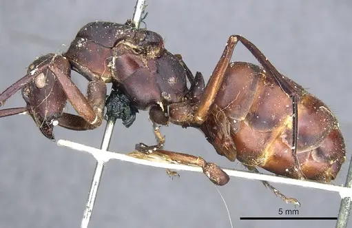 Camponotus angusticollis specimen CASENT0903557 image casent0903557_3