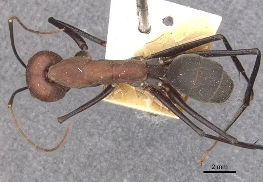 Camponotus angusticollis specimen CASENT0910082 image casent0910082_1