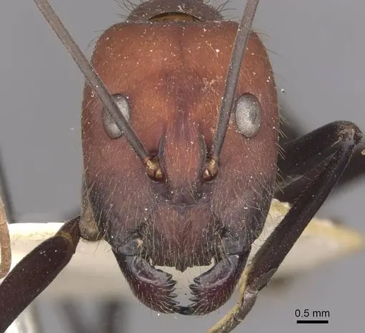 Camponotus angusticollis specimen CASENT0910082 image casent0910082_2