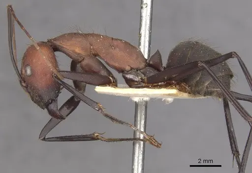 Camponotus angusticollis specimen CASENT0910082 image casent0910082_3