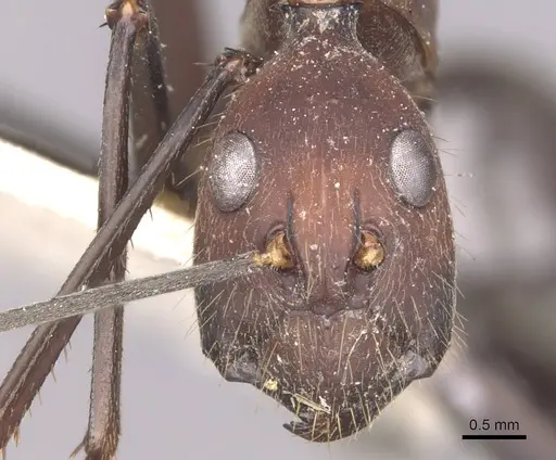 Camponotus angusticollis specimen CASENT0910083 image casent0910083_2